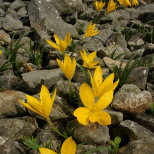 Sternbergia lutea